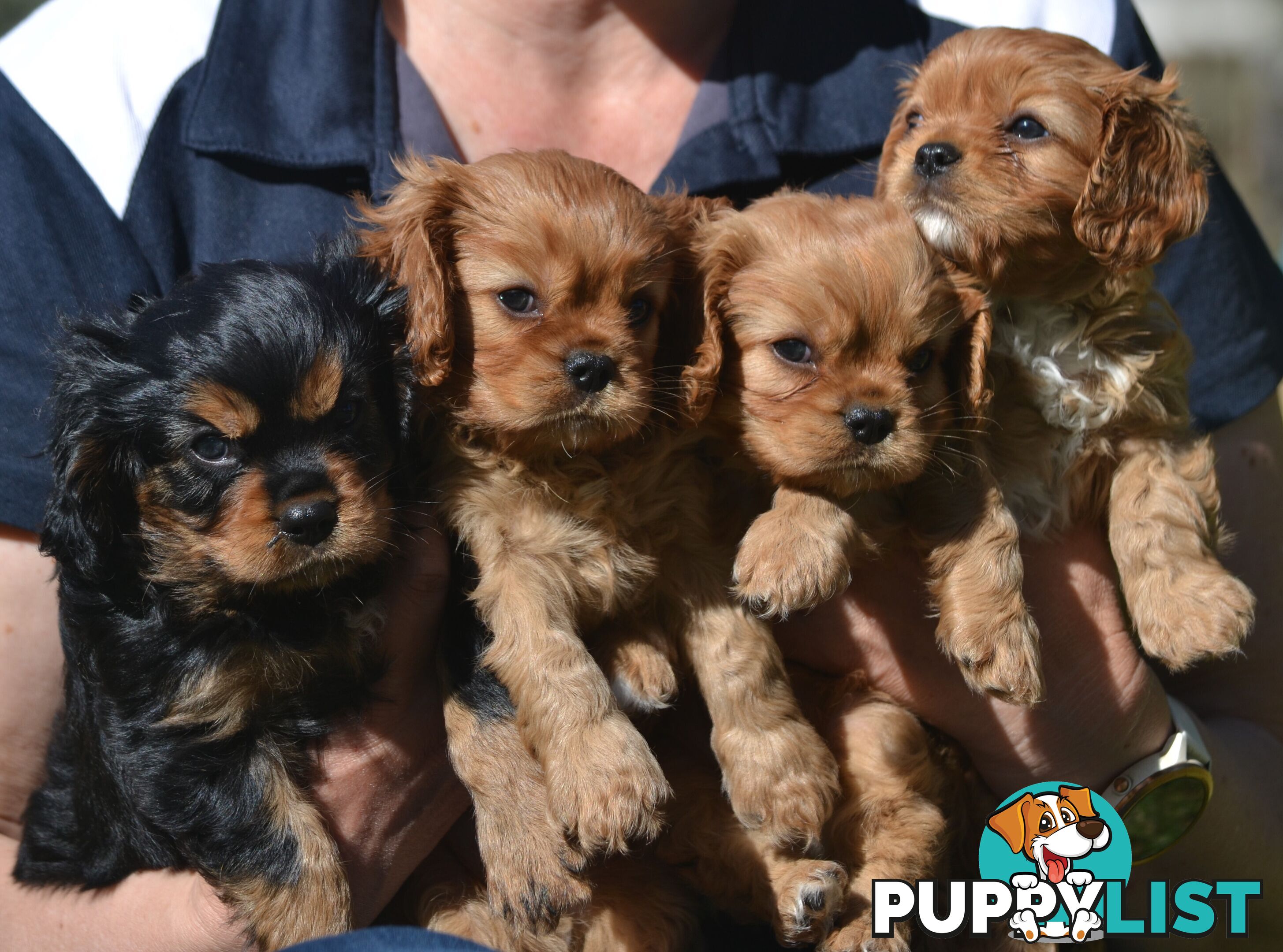 Cavalier King Charles Spaniel Registered Dogs Vic Puppies