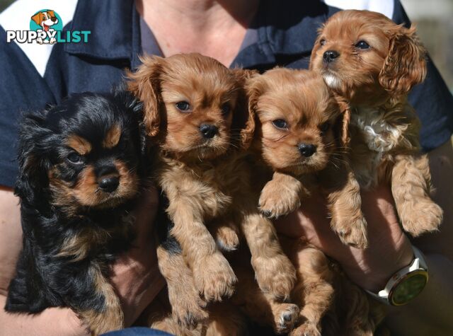 Cavalier King Charles Spaniel Registered Dogs Vic Puppies