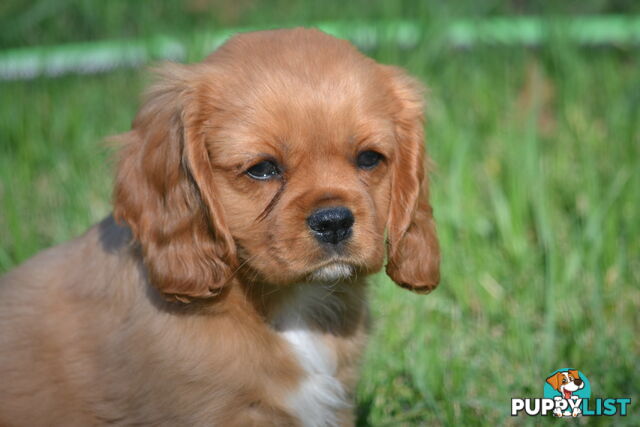 Ruby Cavalier King Charles Spaniel Puppies