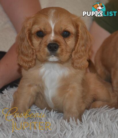 Cavalier King Charles Spaniel Registered Dogs Vic Puppies