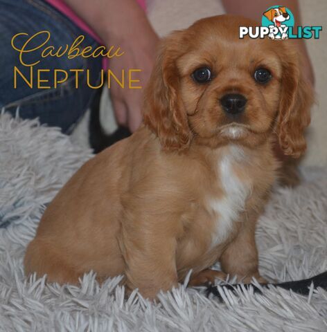 Cavalier King Charles Spaniel Registered Dogs Vic Puppies