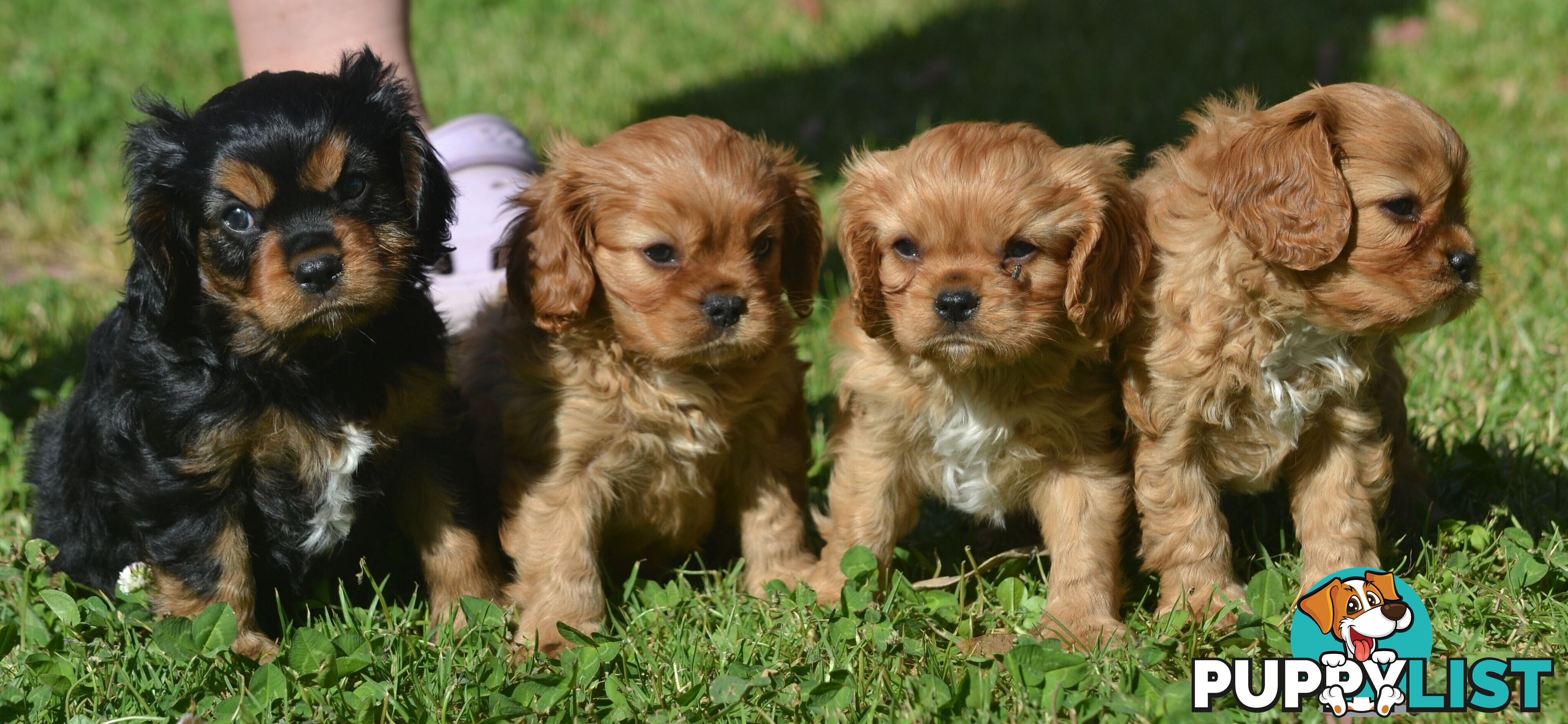 Cavalier King Charles Spaniel Registered Dogs Vic Puppies