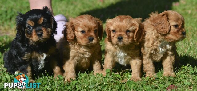 Cavalier King Charles Spaniel Registered Dogs Vic Puppies