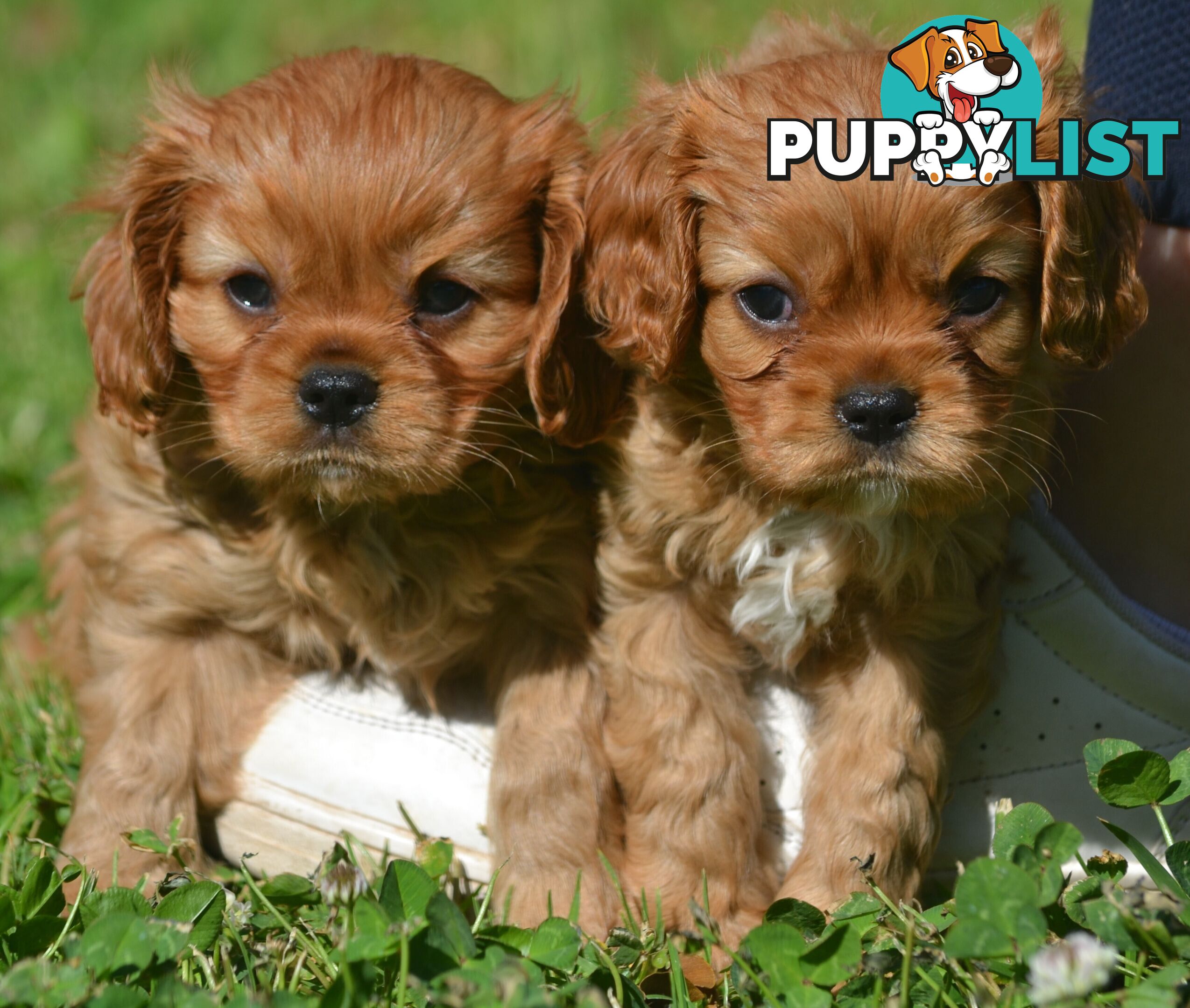 Cavalier King Charles Spaniel Registered Dogs Vic Puppies