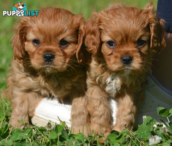 Cavalier King Charles Spaniel Registered Dogs Vic Puppies