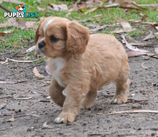 Cavalier King Charles Spaniel Registered Dogs Vic Puppies