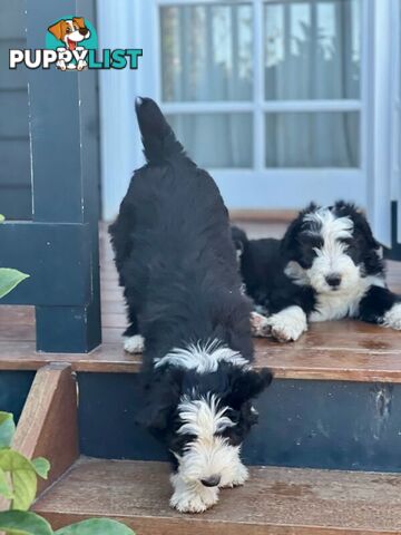 Smithfield puppies