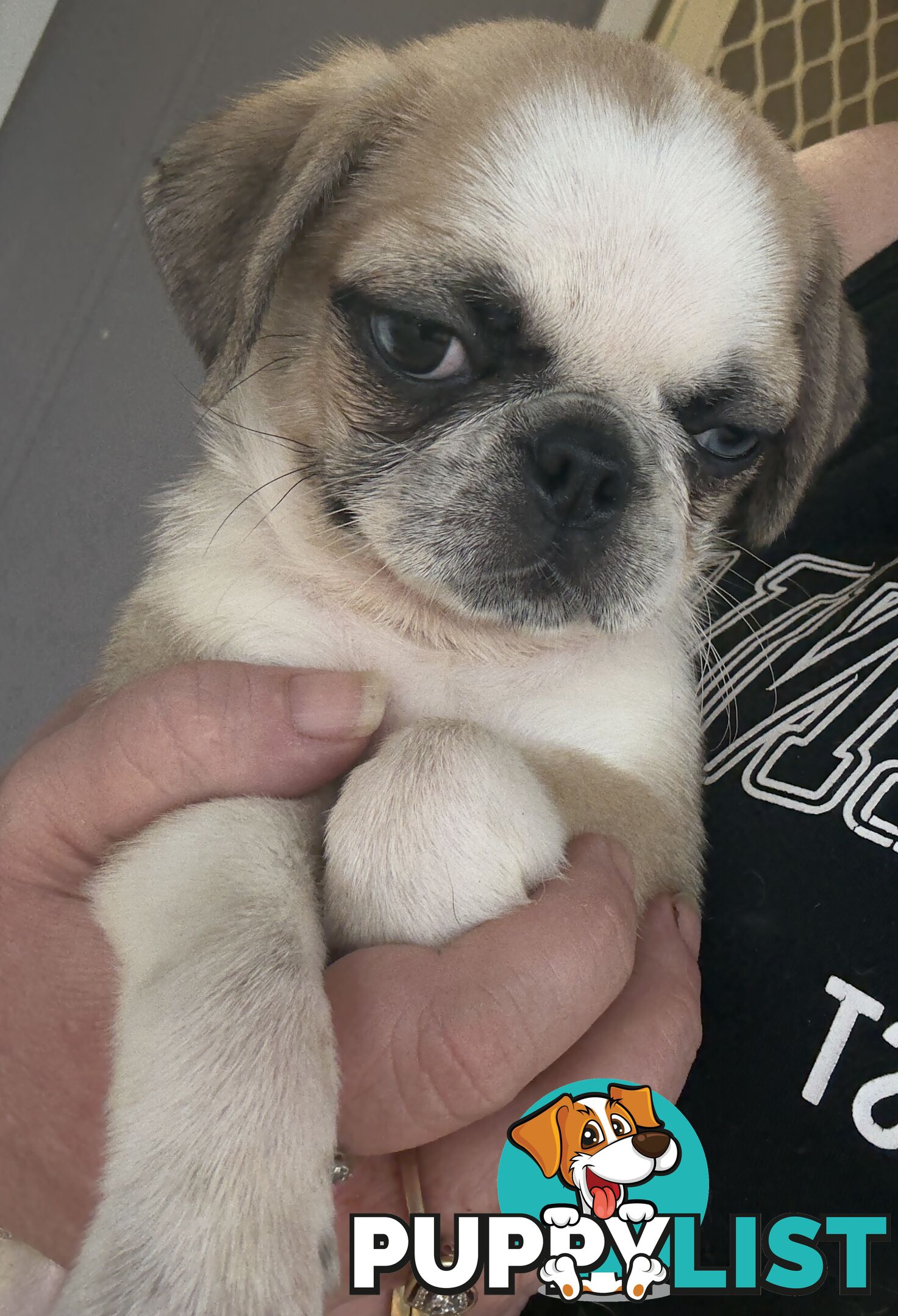 Purebred Panda Pugs X girls left