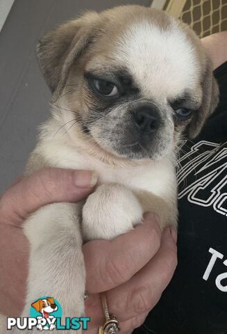 Purebred Panda Pugs X girls left