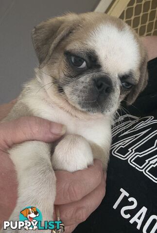 Purebred Panda Pugs X girls left