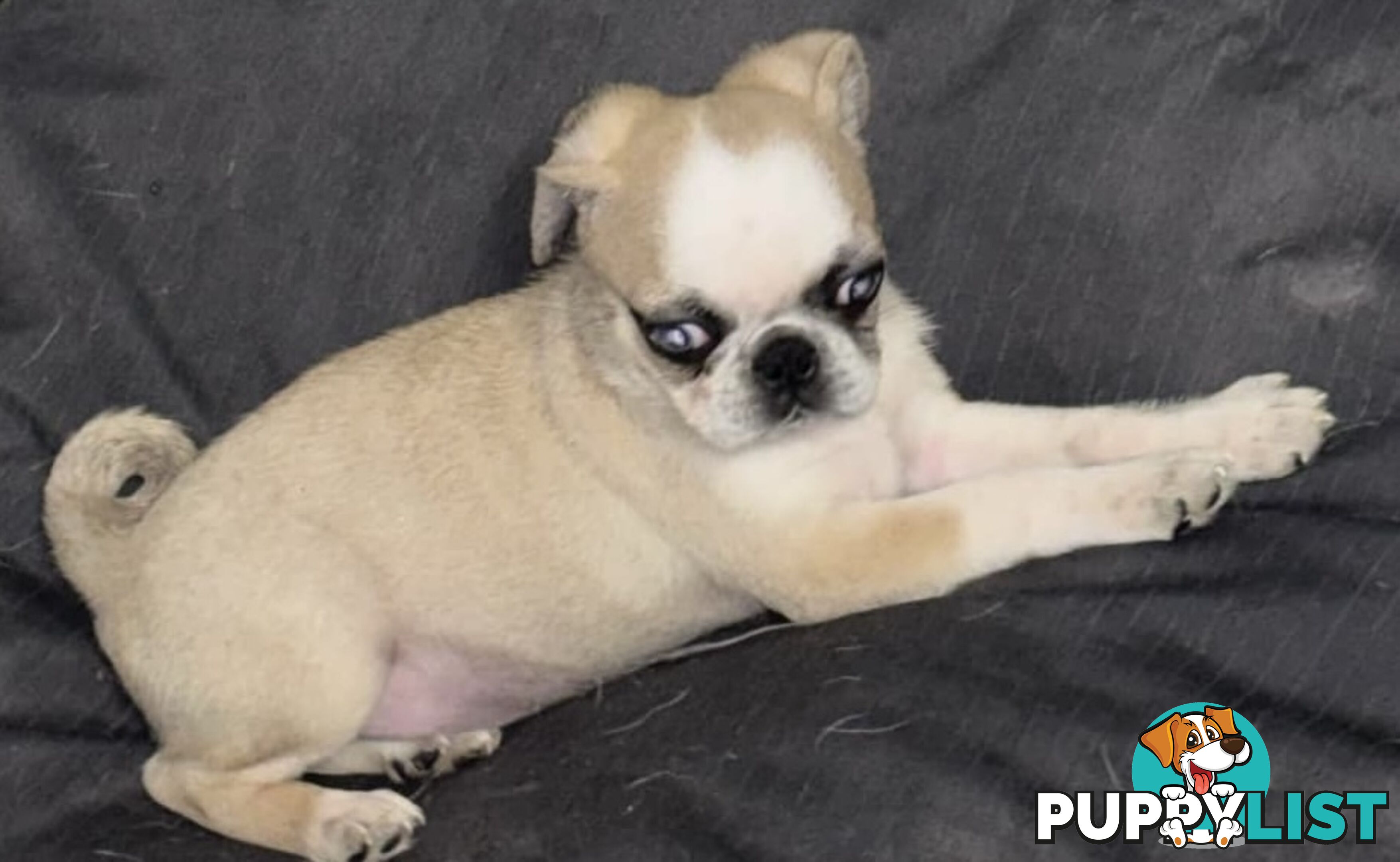 Purebred Panda Pugs X girls left