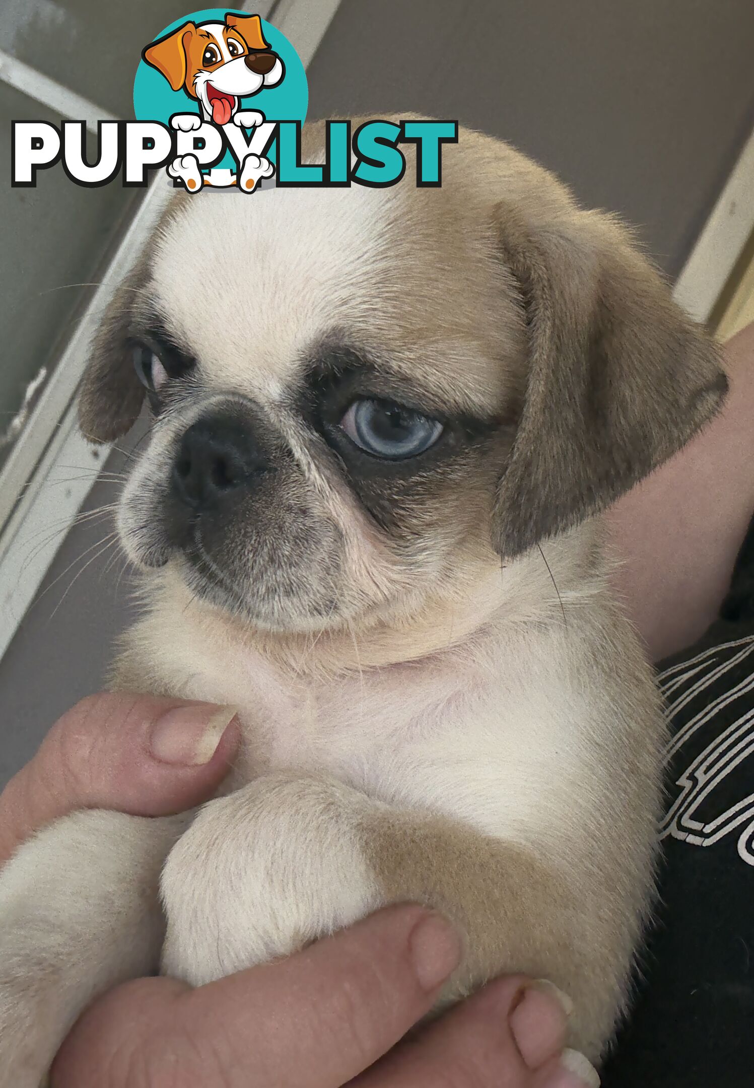 Purebred Panda Pugs X girls left