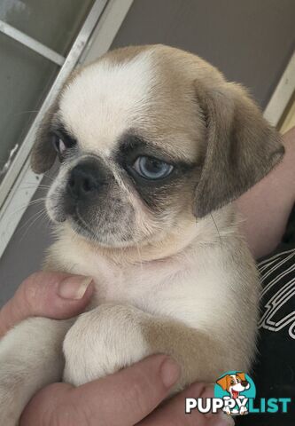 Purebred Panda Pugs X girls left