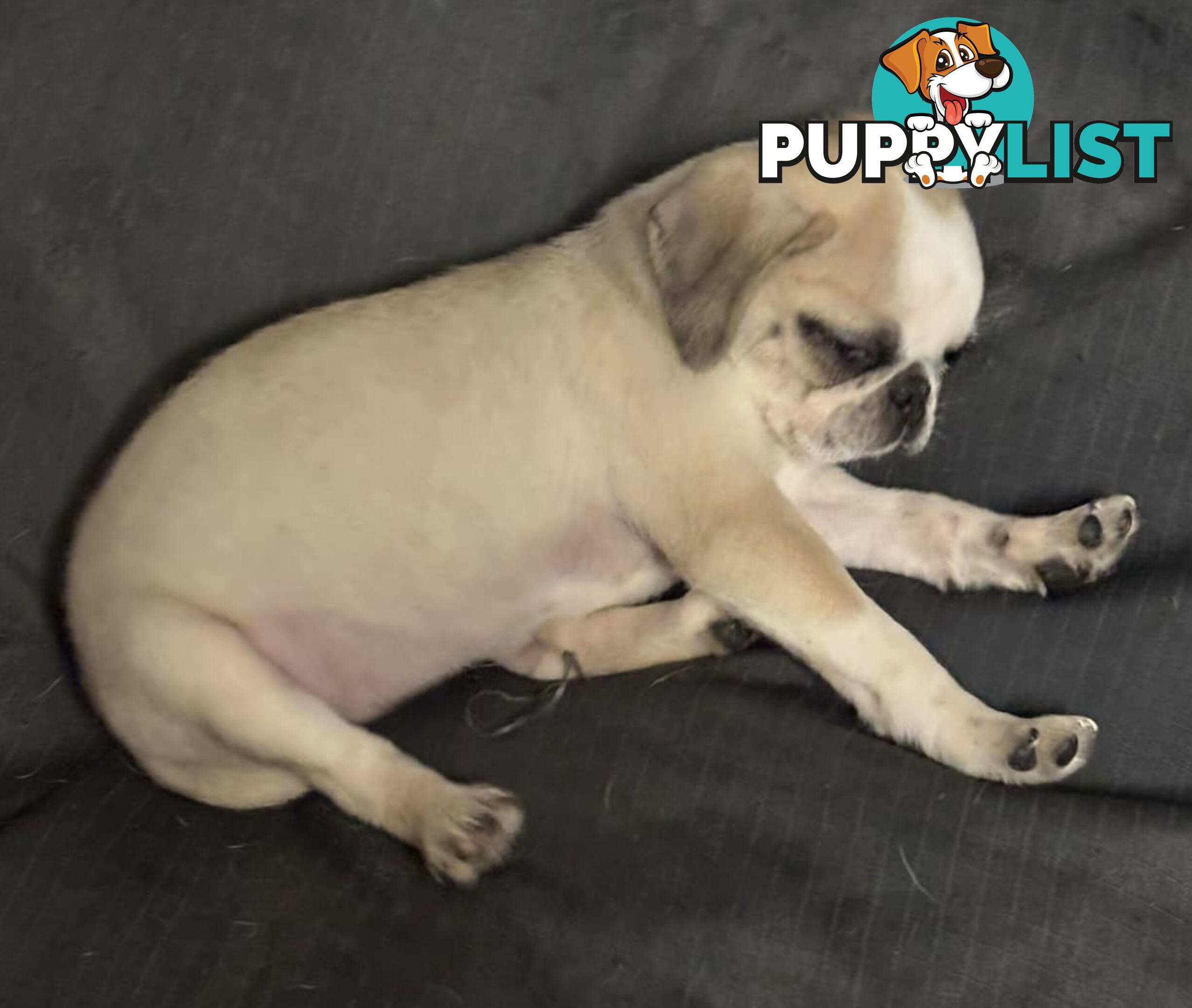 Purebred Panda Pugs X girls left