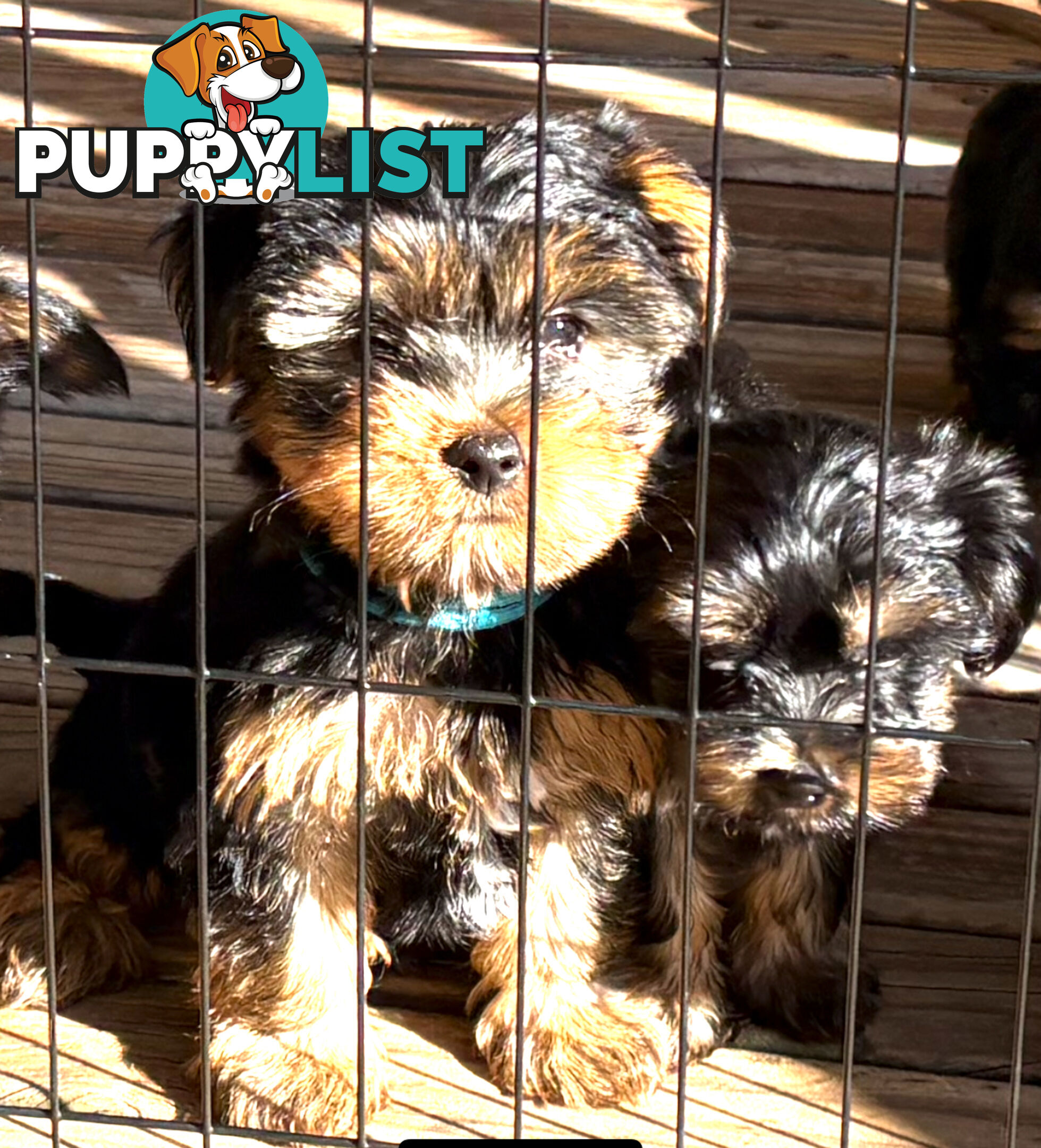 🐾 Australian Silky Terrier Puppies – Now Available! 🐾