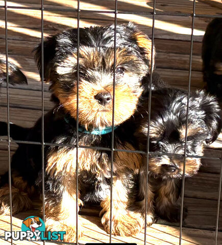 🐾 Australian Silky Terrier Puppies – Now Available! 🐾