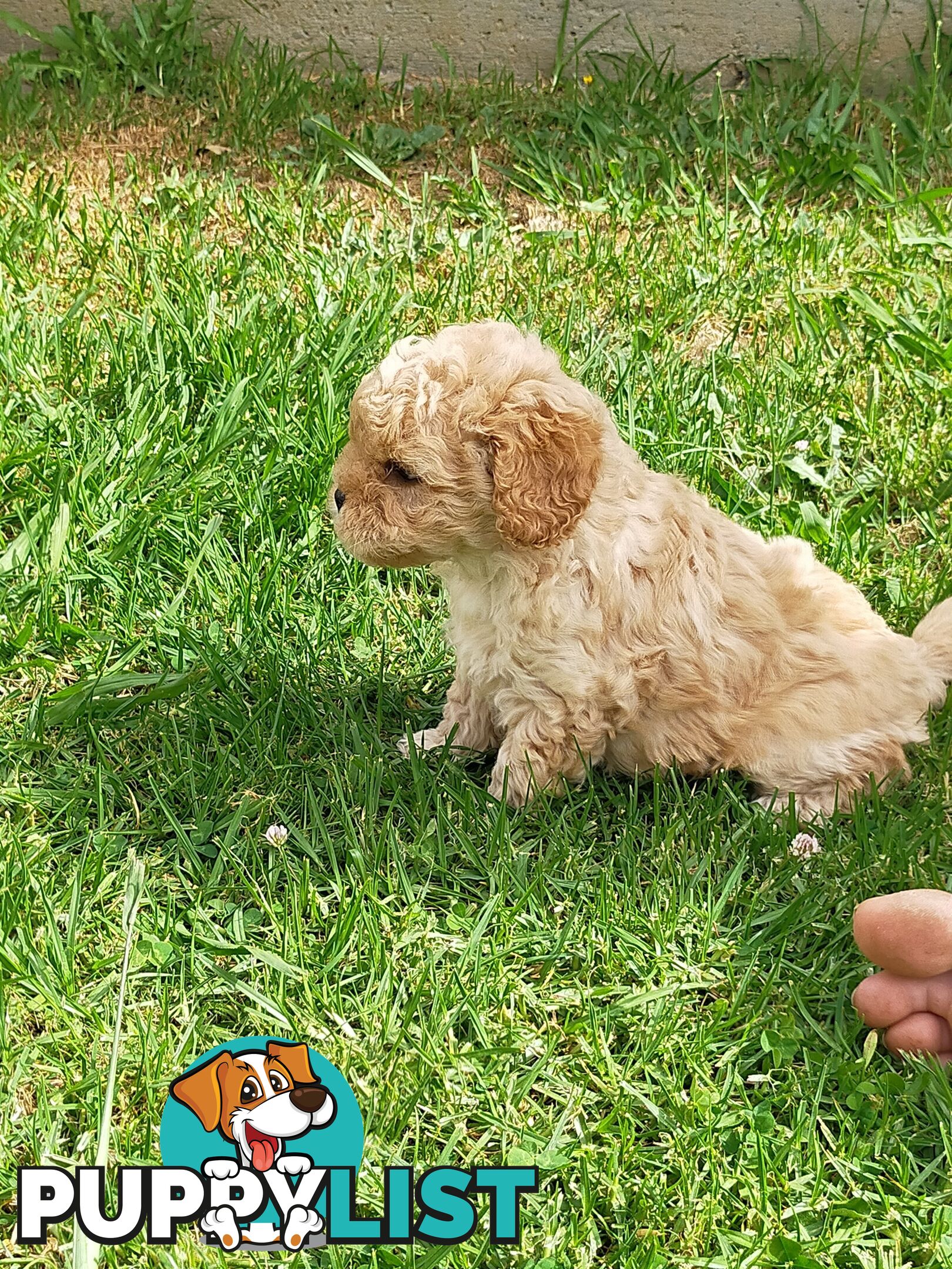 Gorgeous Cavoodle Puppies