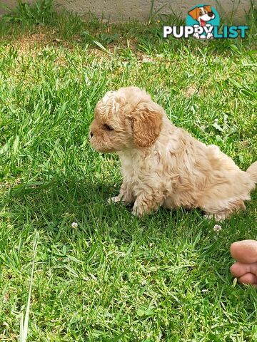 Gorgeous Cavoodle Puppies