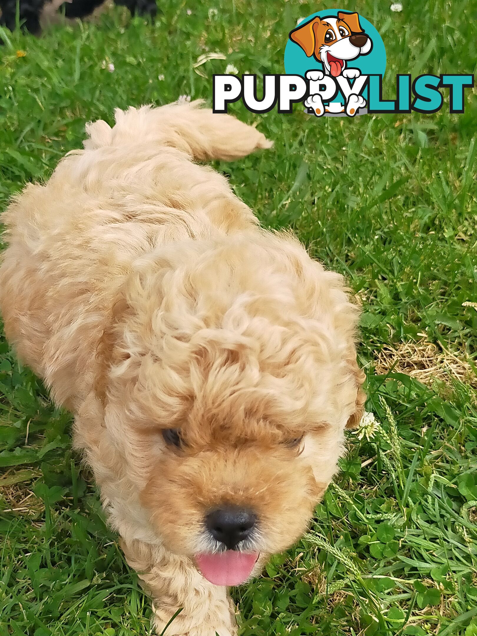 Gorgeous Cavoodle Puppies