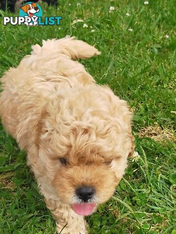 Gorgeous Cavoodle Puppies