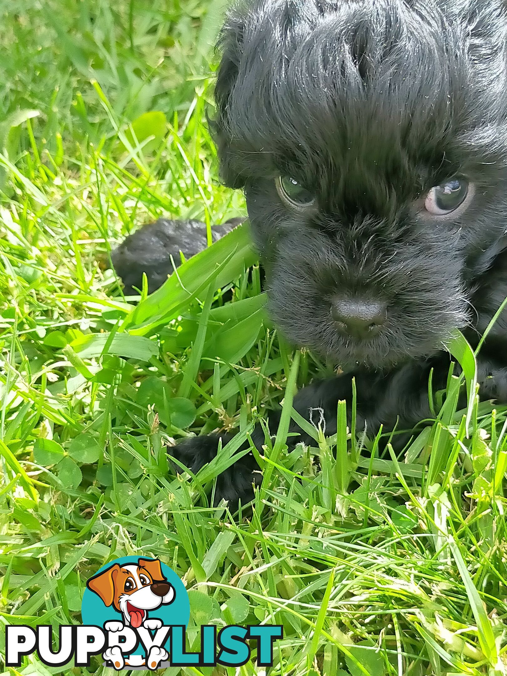 Gorgeous Cavoodle Puppies