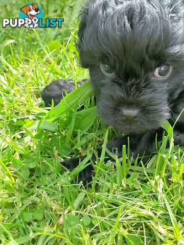 Gorgeous Cavoodle Puppies