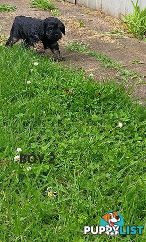 Gorgeous Cavoodle Puppies