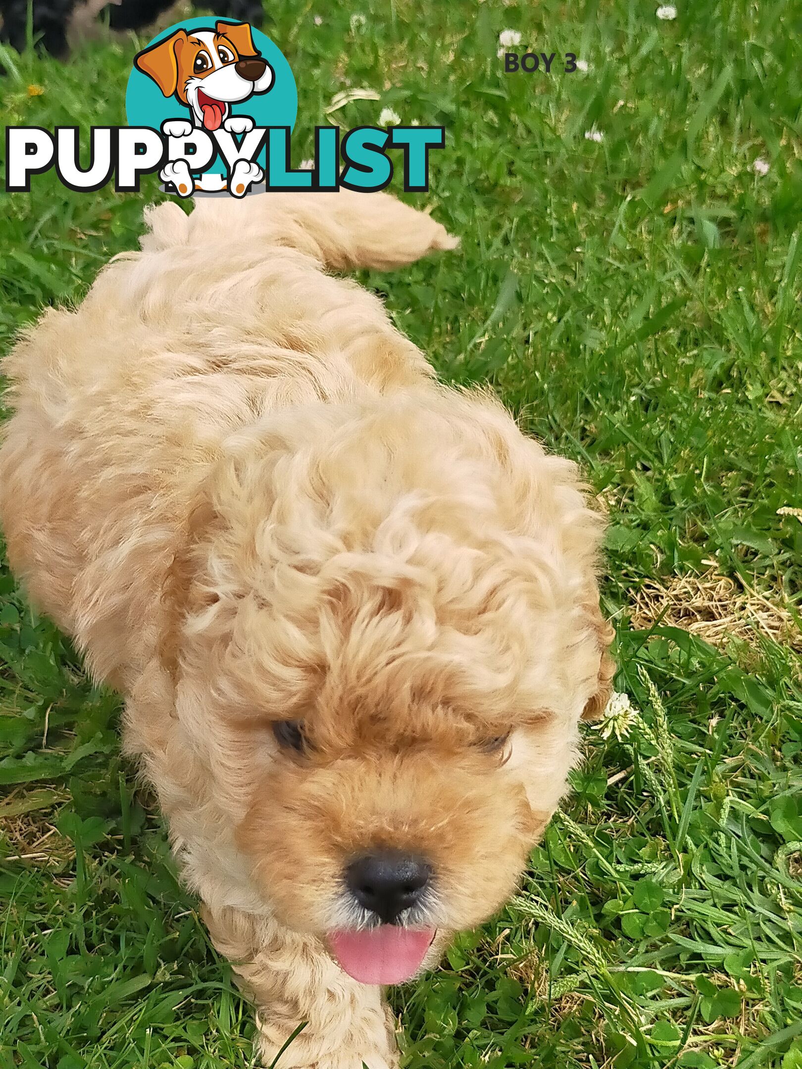 Gorgeous Cavoodle Puppies