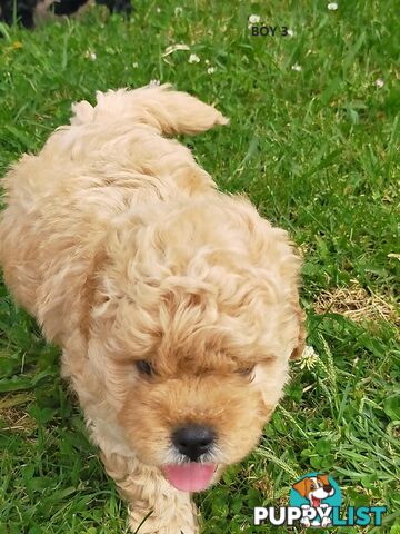 Gorgeous Cavoodle Puppies