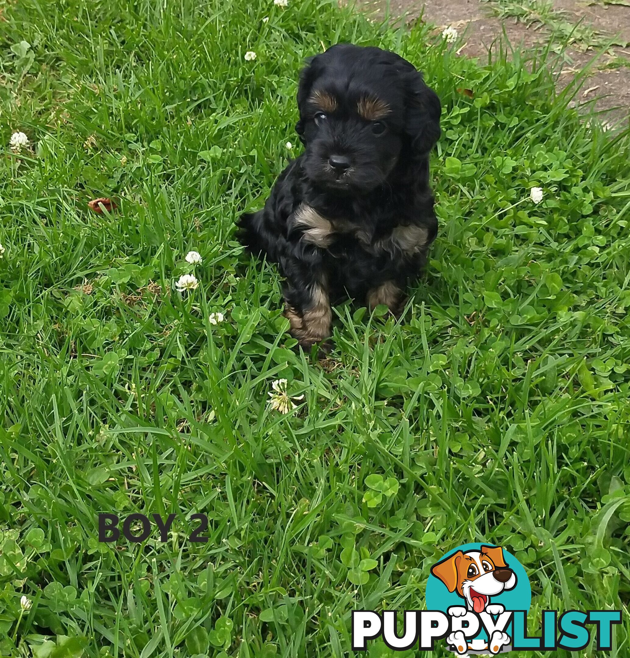 Gorgeous Cavoodle Puppies