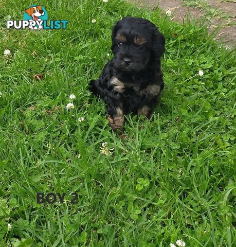 Gorgeous Cavoodle Puppies