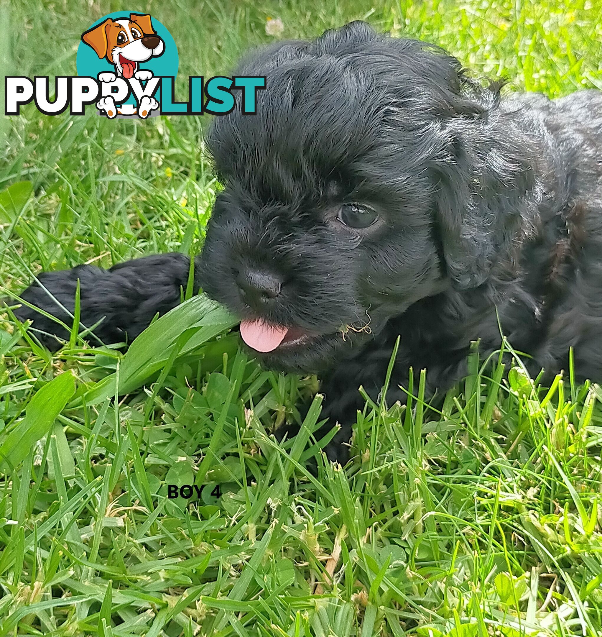 Gorgeous Cavoodle Puppies