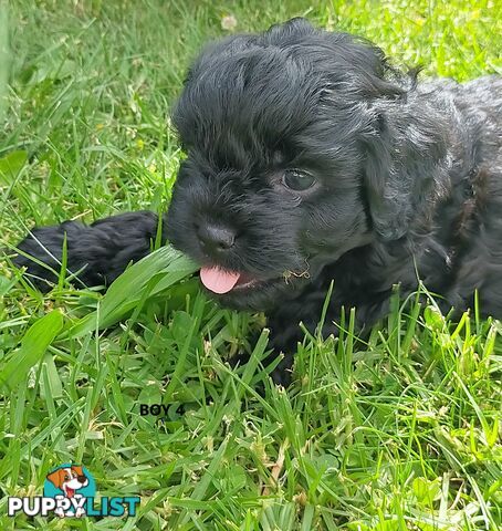 Gorgeous Cavoodle Puppies