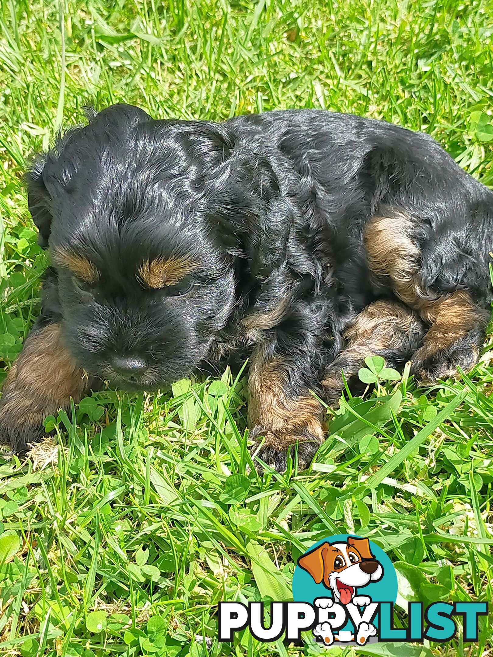 Gorgeous Cavoodle Puppies