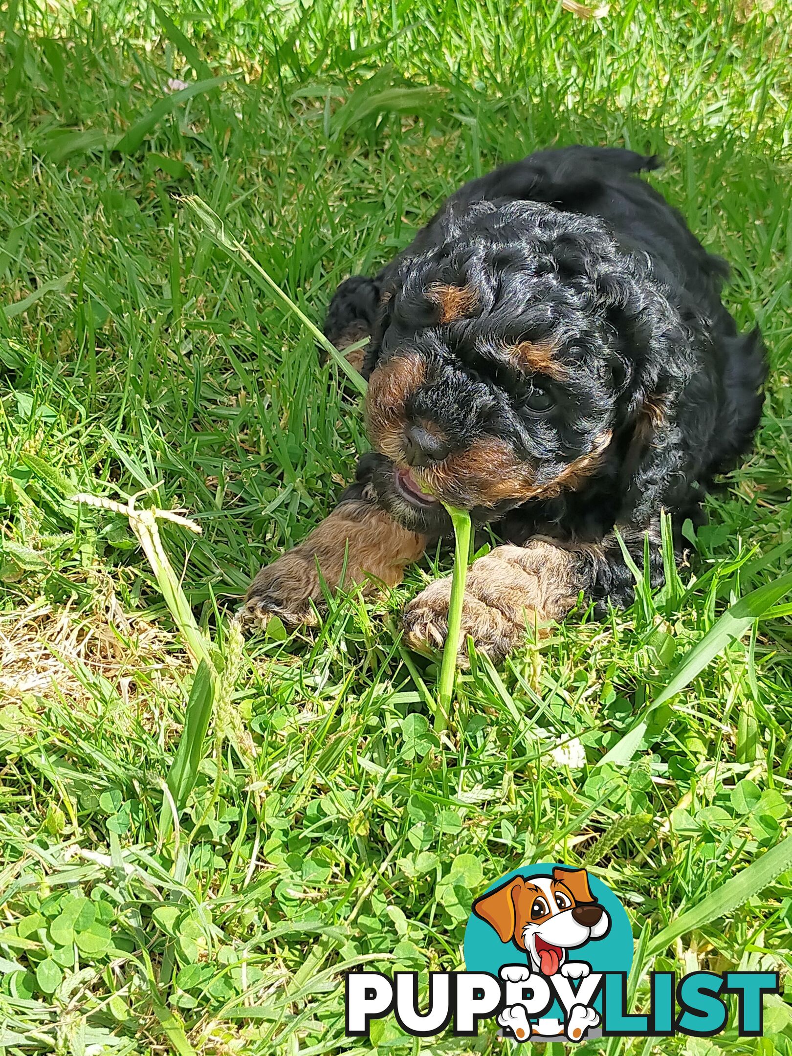 Gorgeous Cavoodle Puppies