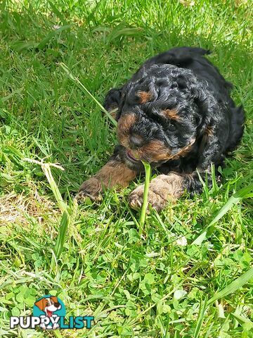 Gorgeous Cavoodle Puppies