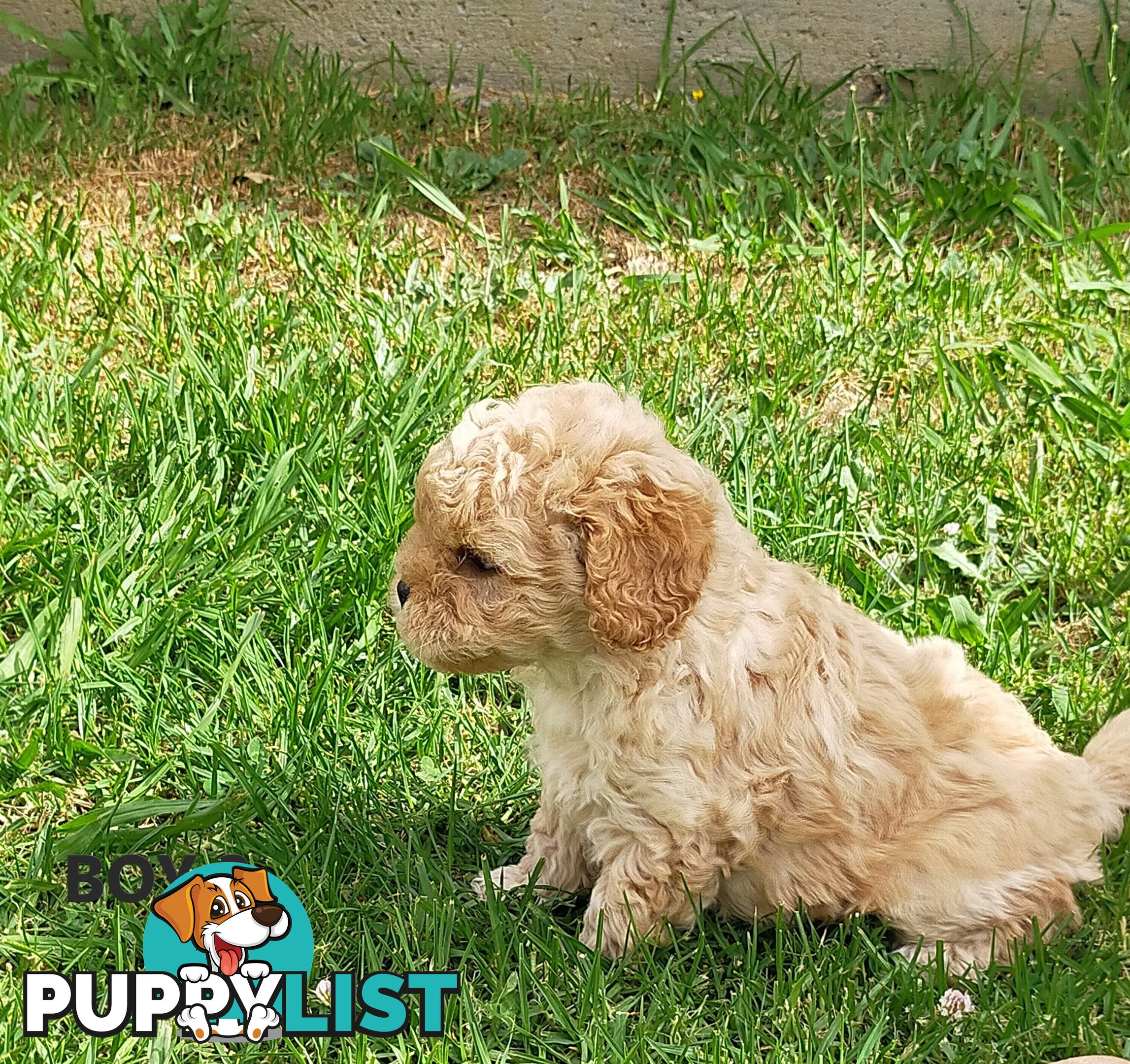 Gorgeous Cavoodle Puppies