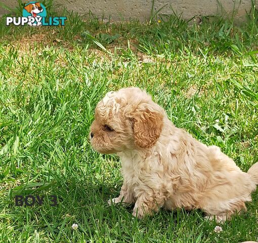 Gorgeous Cavoodle Puppies