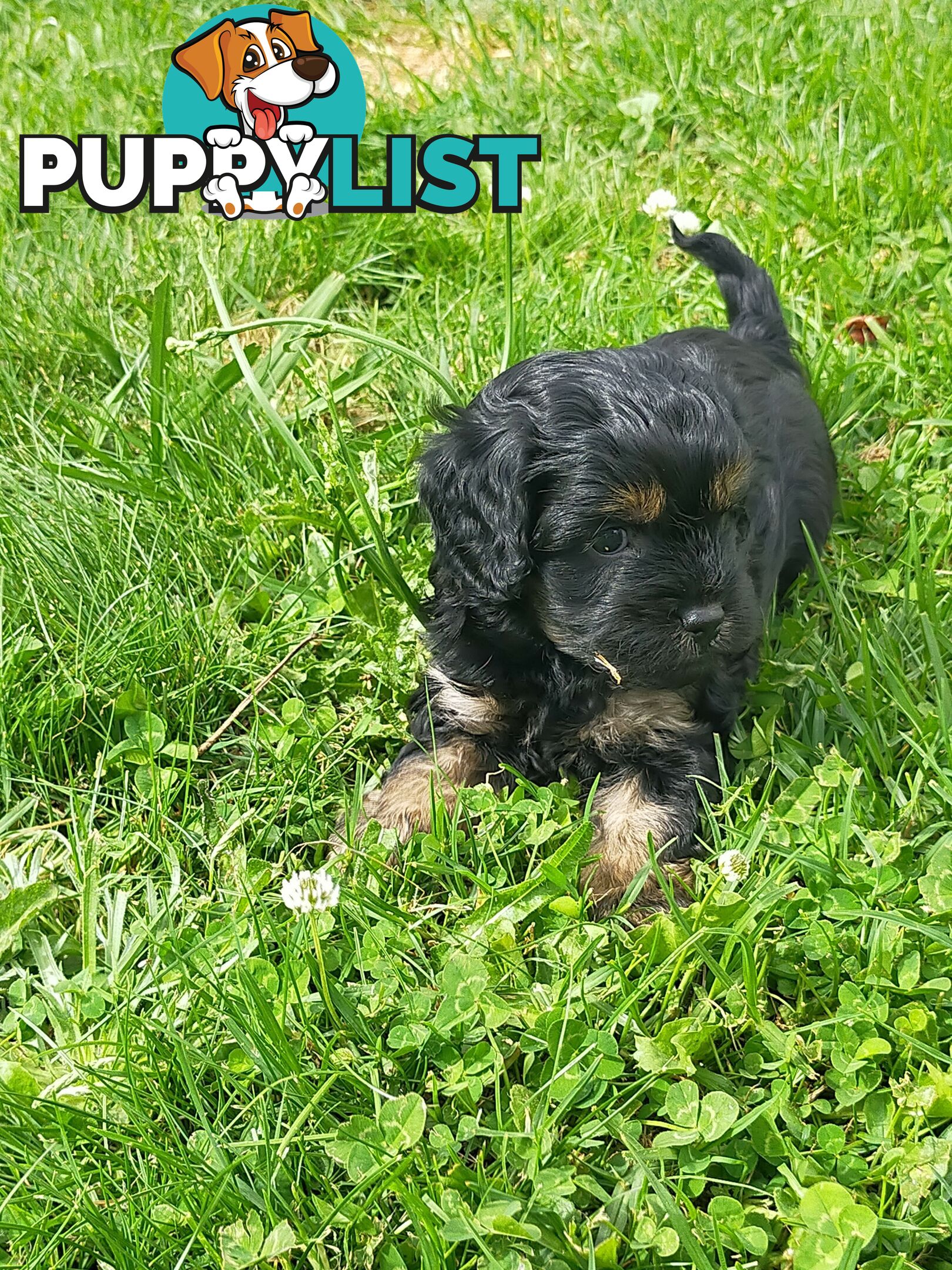 Gorgeous Cavoodle Puppies