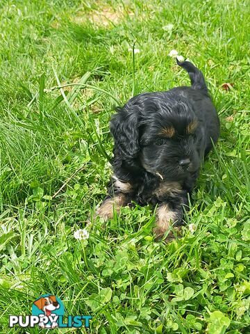 Gorgeous Cavoodle Puppies