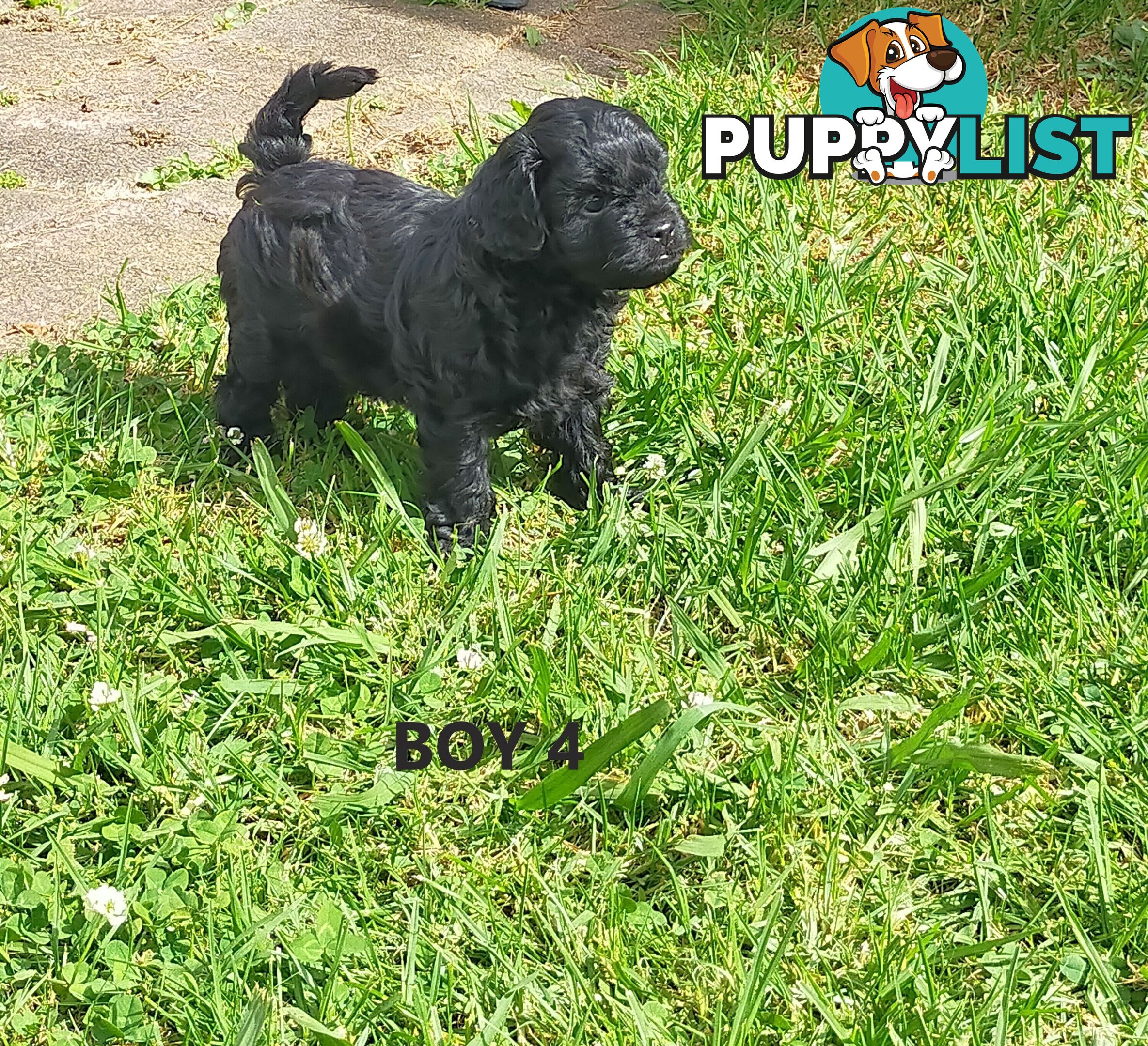 Gorgeous Cavoodle Puppies