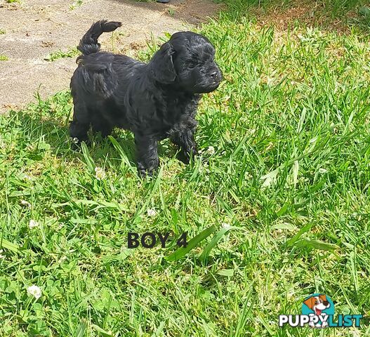 Gorgeous Cavoodle Puppies