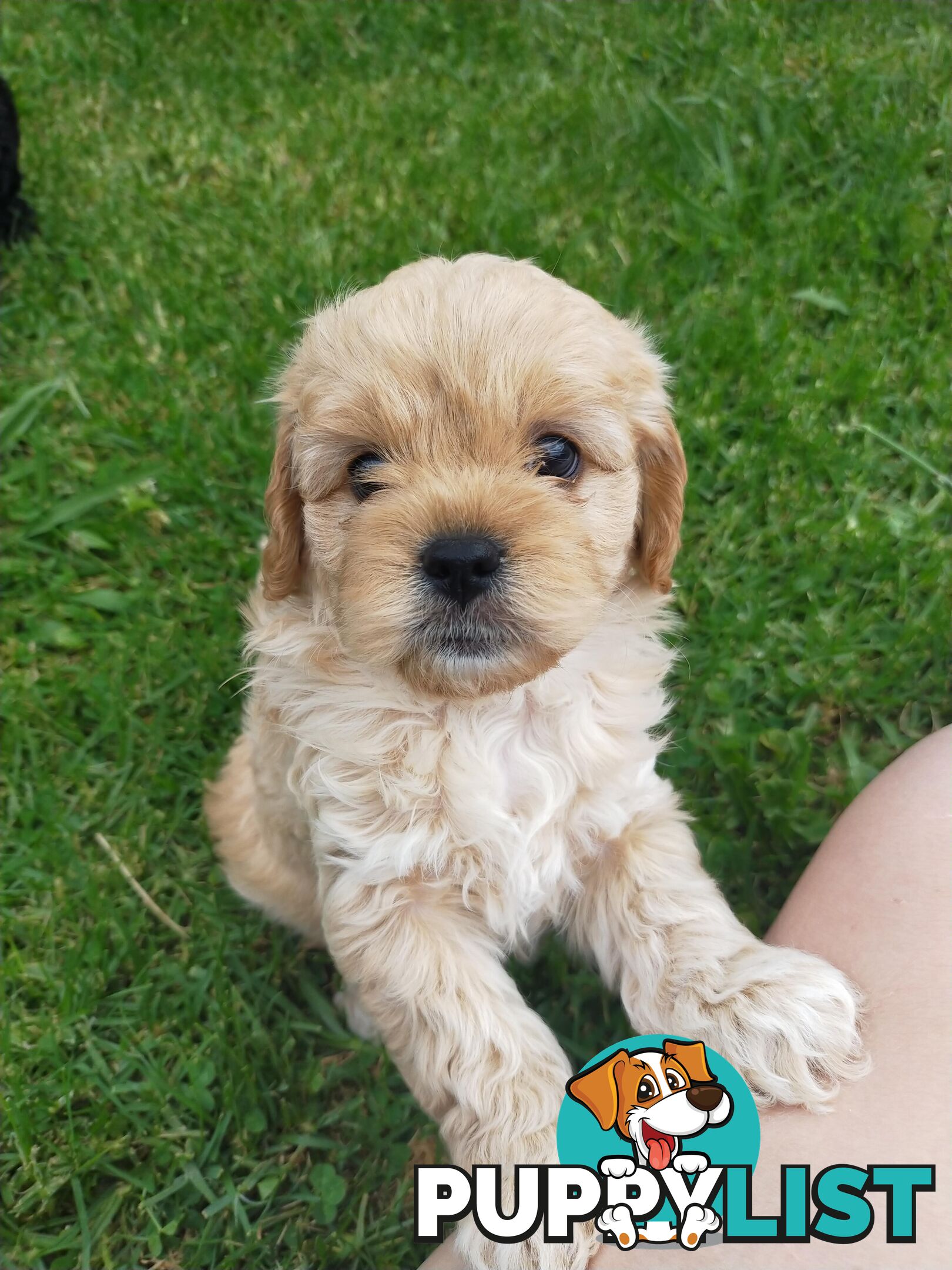 Gorgeous Cavoodle Puppies