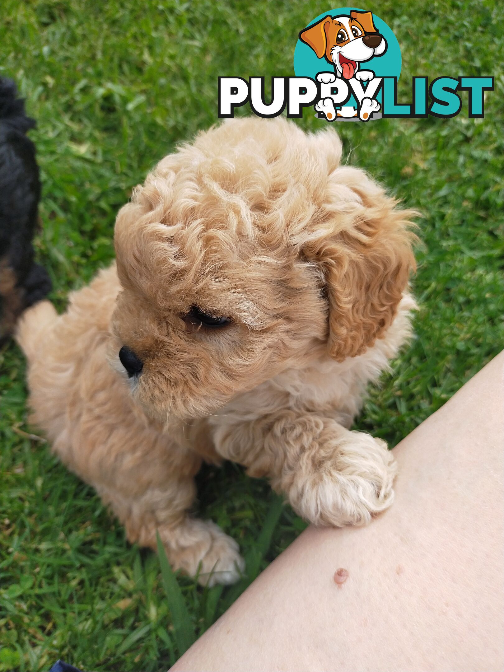 Gorgeous Cavoodle Puppies