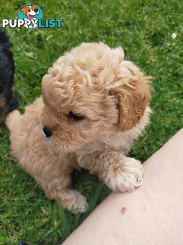 Gorgeous Cavoodle Puppies