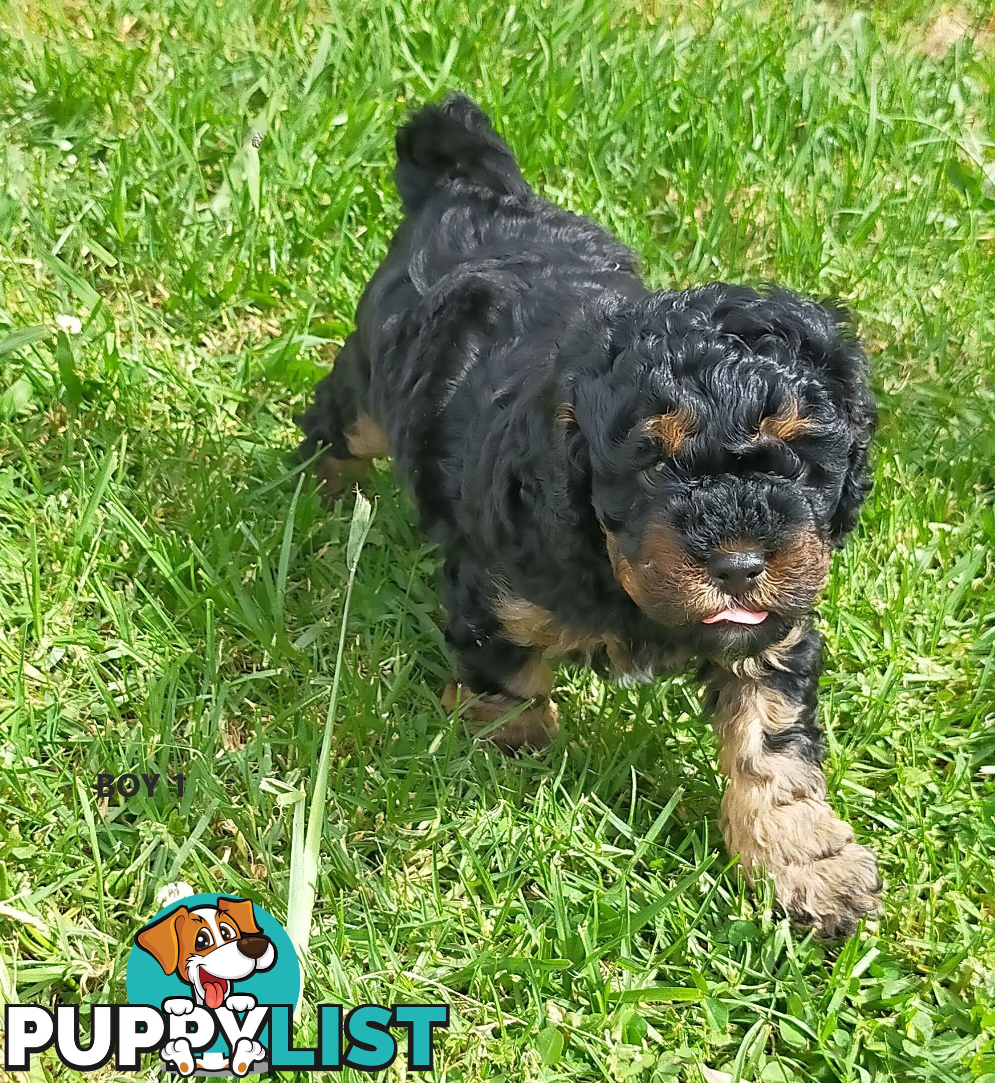 Gorgeous Cavoodle Puppies