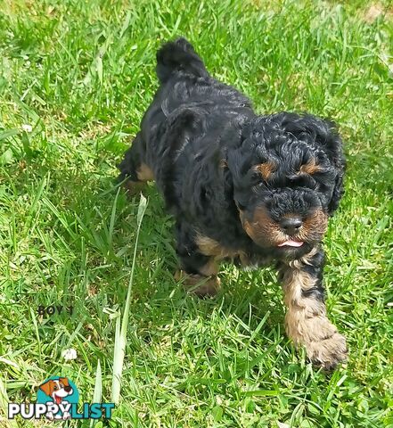 Gorgeous Cavoodle Puppies