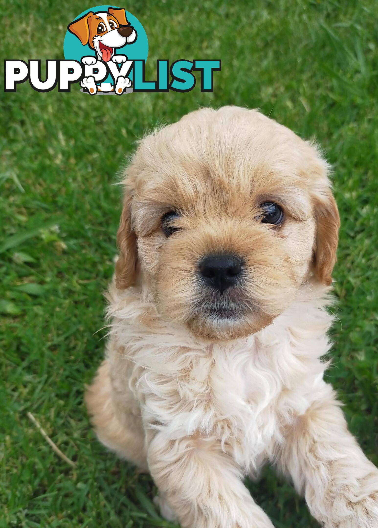 Gorgeous Cavoodle Puppies