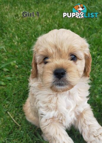 Gorgeous Cavoodle Puppies