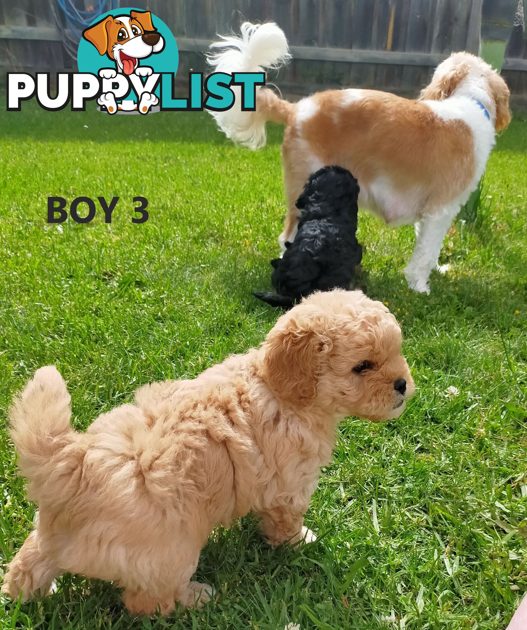 Gorgeous Cavoodle Puppies